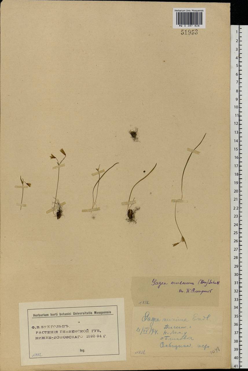 Gagea fragifera (Vill.) E.Bayer & G.López, Eastern Europe, Middle Volga region (E8) (Russia)