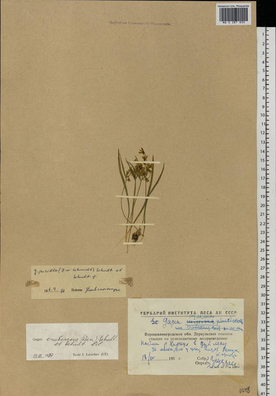 Gagea fragifera (Vill.) E.Bayer & G.López, Eastern Europe, North Ukrainian region (E11) (Ukraine)