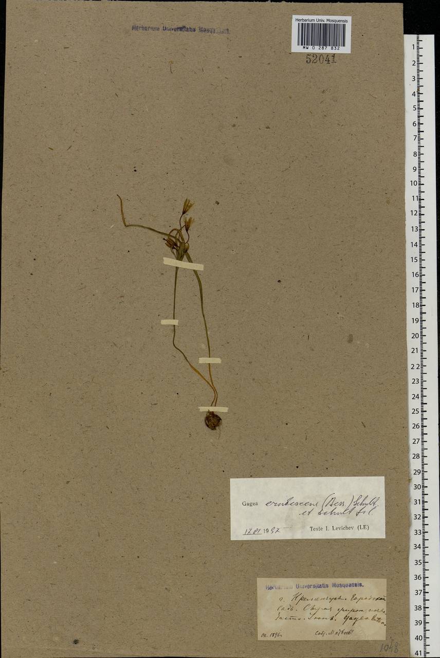 Gagea fragifera (Vill.) E.Bayer & G.López, Eastern Europe, North Ukrainian region (E11) (Ukraine)