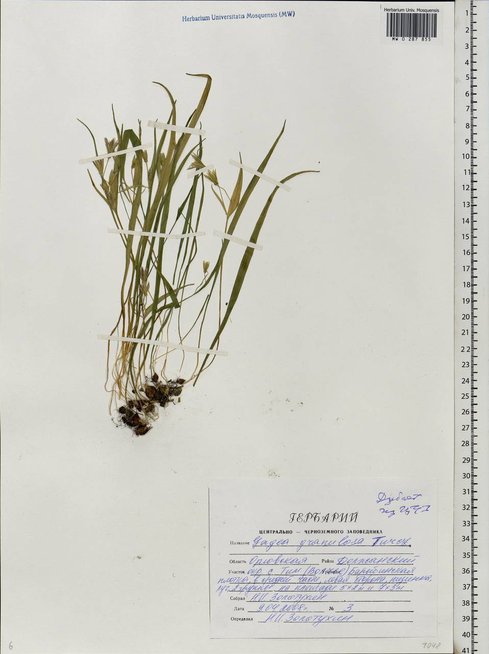 Gagea granulosa Turcz., Eastern Europe, Central forest-and-steppe region (E6) (Russia)