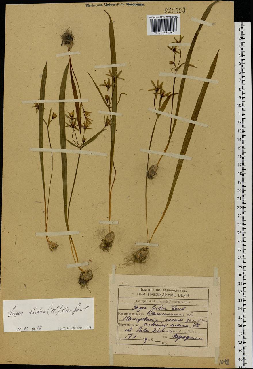 Gagea lutea (L.) Ker Gawl., Eastern Europe, North-Western region (E2) (Russia)
