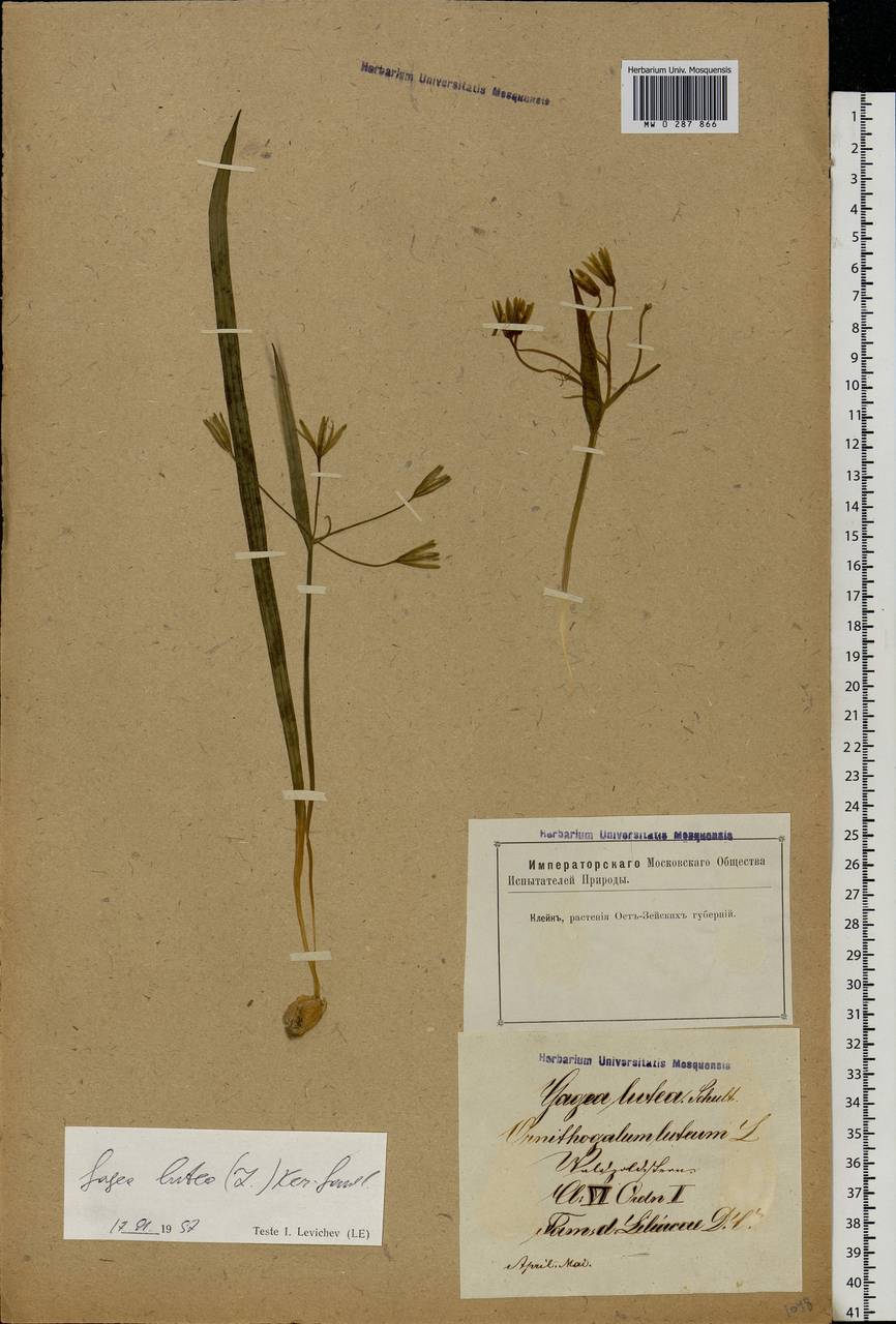Gagea lutea (L.) Ker Gawl., Eastern Europe, Latvia (E2b) (Latvia)