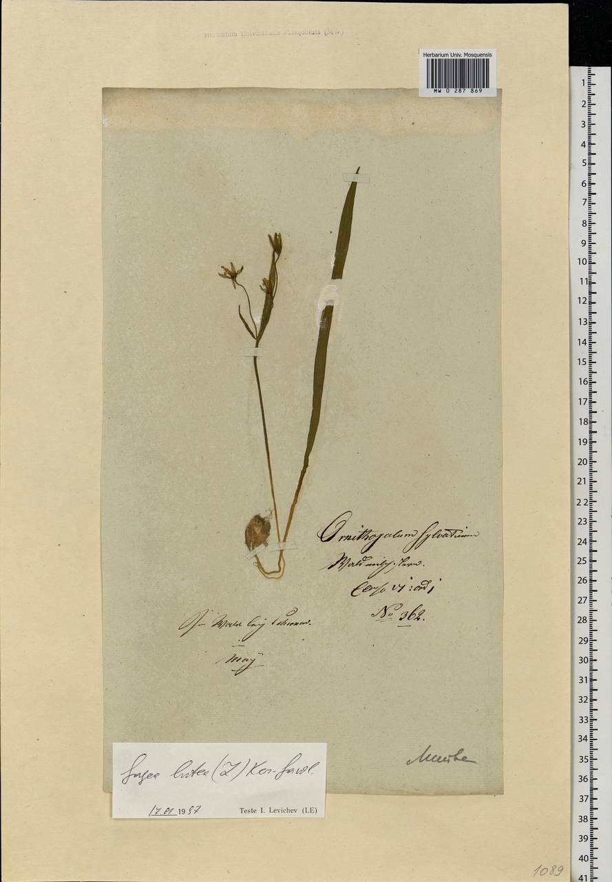Gagea lutea (L.) Ker Gawl., Eastern Europe, Lithuania (E2a) (Lithuania)