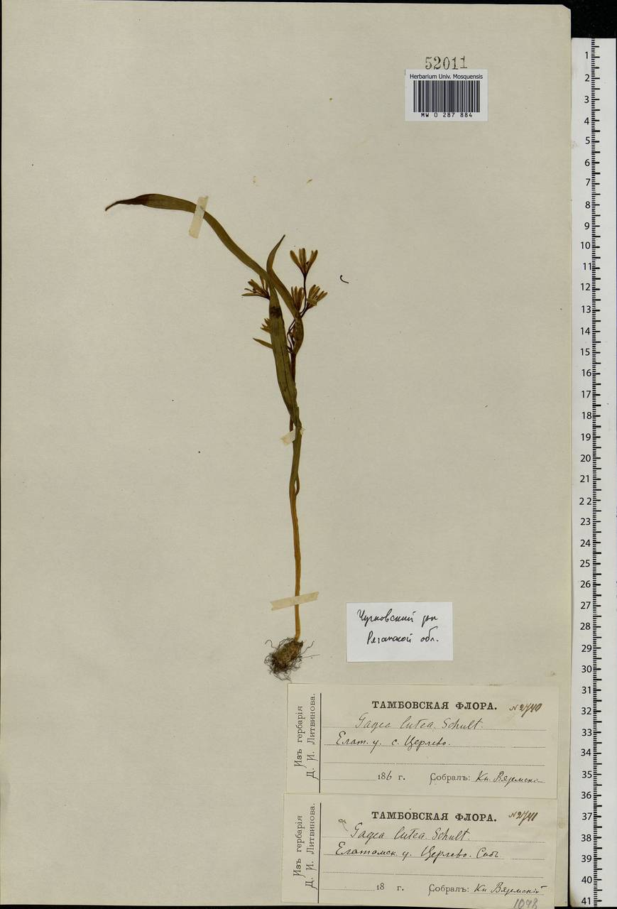 Gagea lutea (L.) Ker Gawl., Eastern Europe, Central region (E4) (Russia)