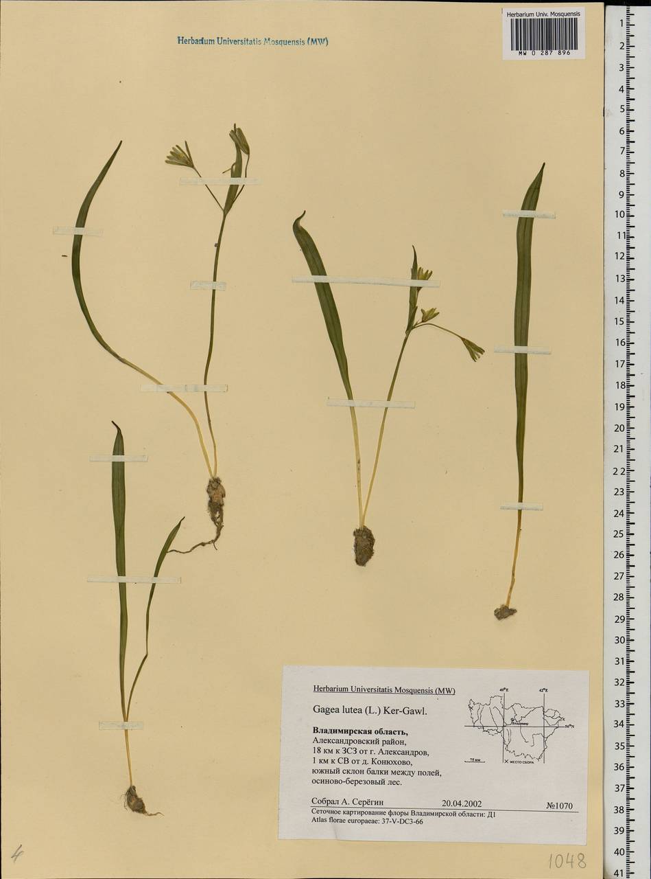 Gagea lutea (L.) Ker Gawl., Eastern Europe, Central region (E4) (Russia)