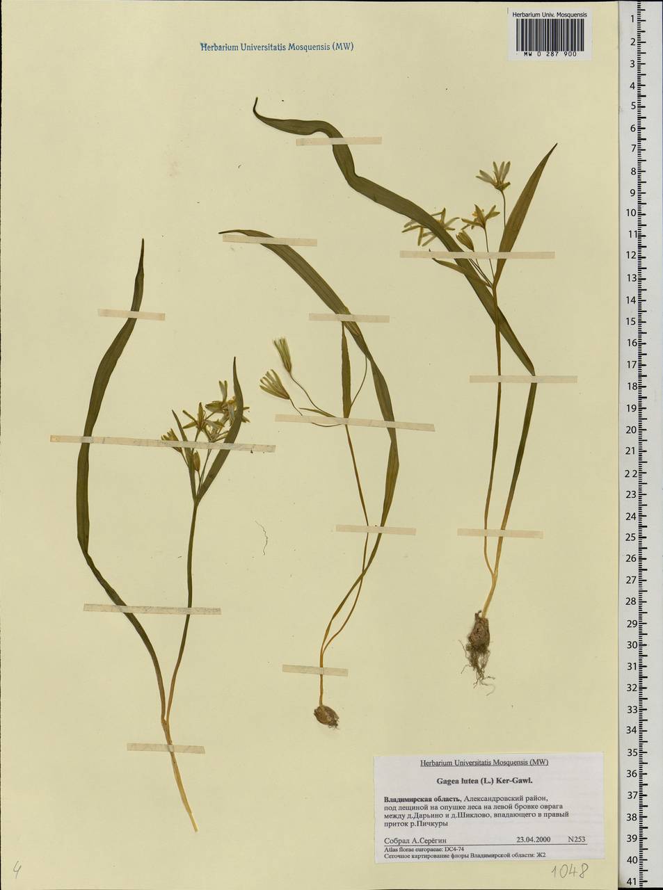 Gagea lutea (L.) Ker Gawl., Eastern Europe, Central region (E4) (Russia)