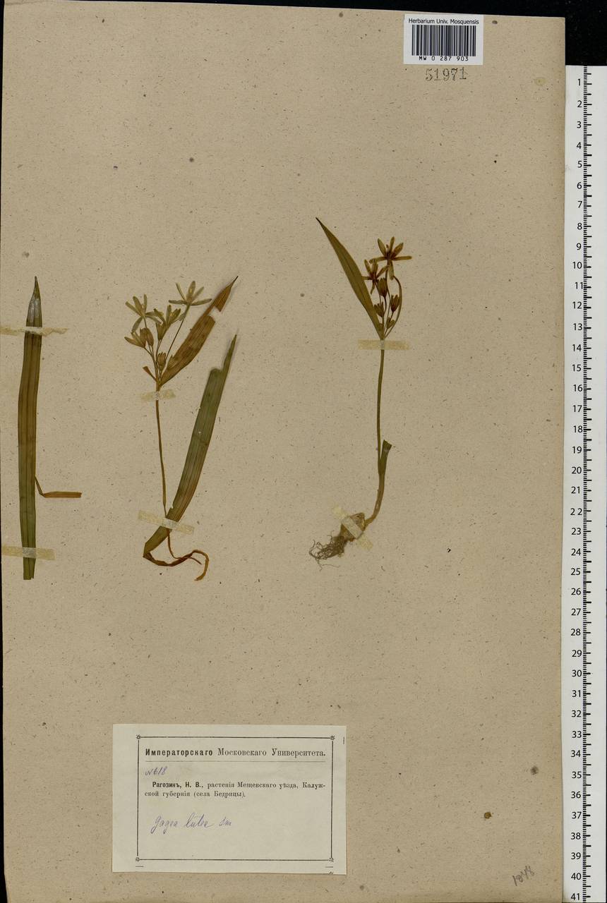 Gagea lutea (L.) Ker Gawl., Eastern Europe, Central region (E4) (Russia)