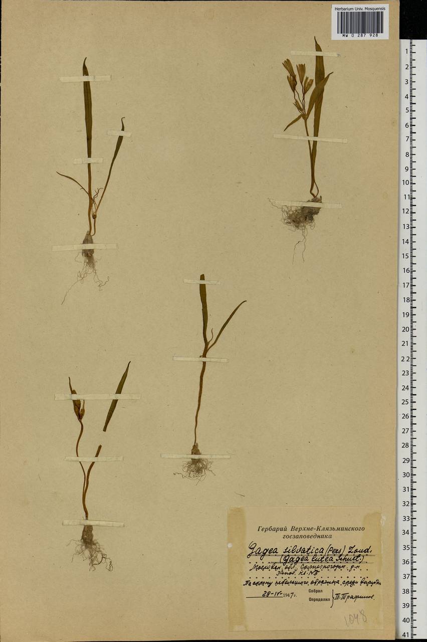 Gagea lutea (L.) Ker Gawl., Eastern Europe, Moscow region (E4a) (Russia)