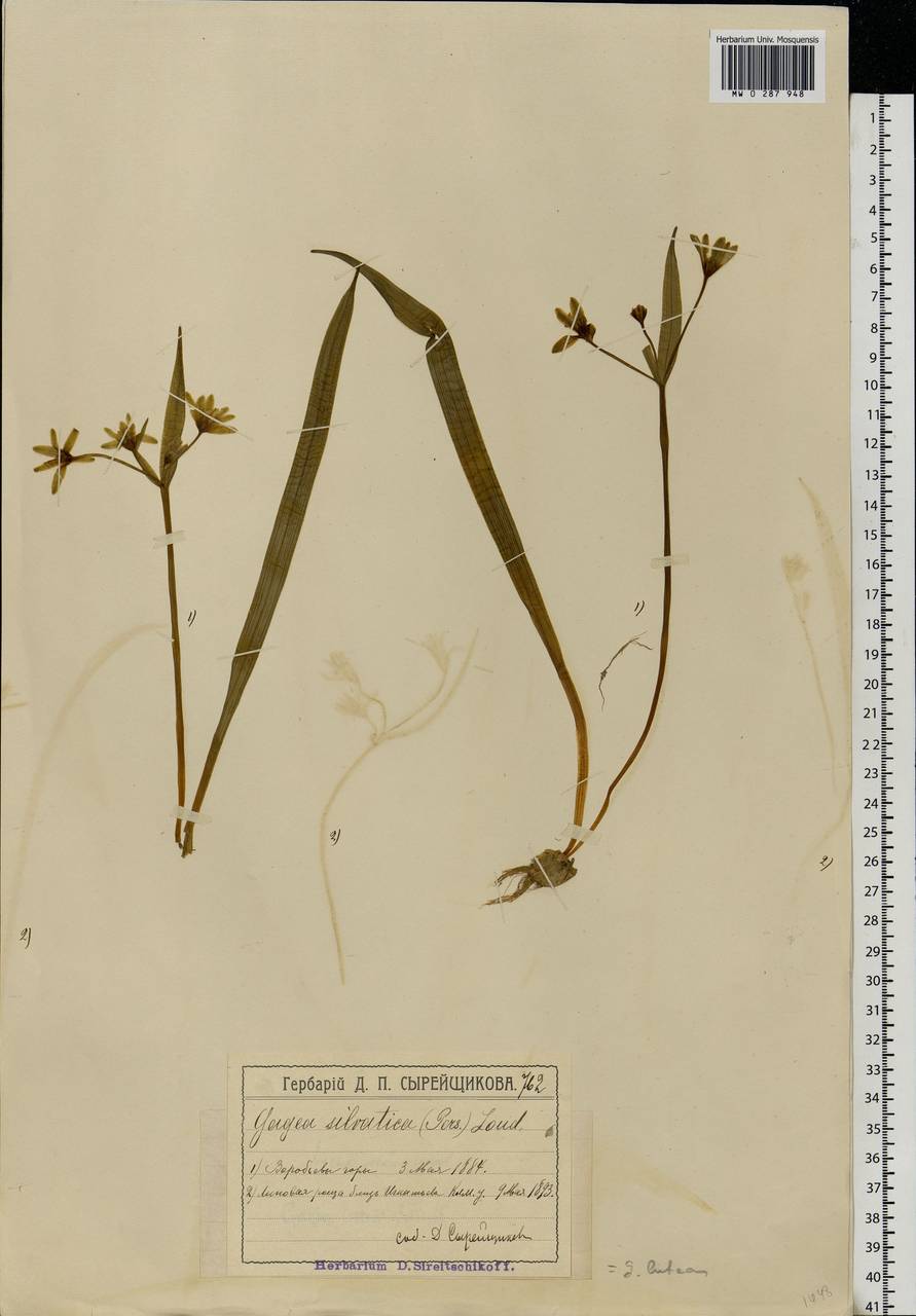 Gagea lutea (L.) Ker Gawl., Eastern Europe, Moscow region (E4a) (Russia)