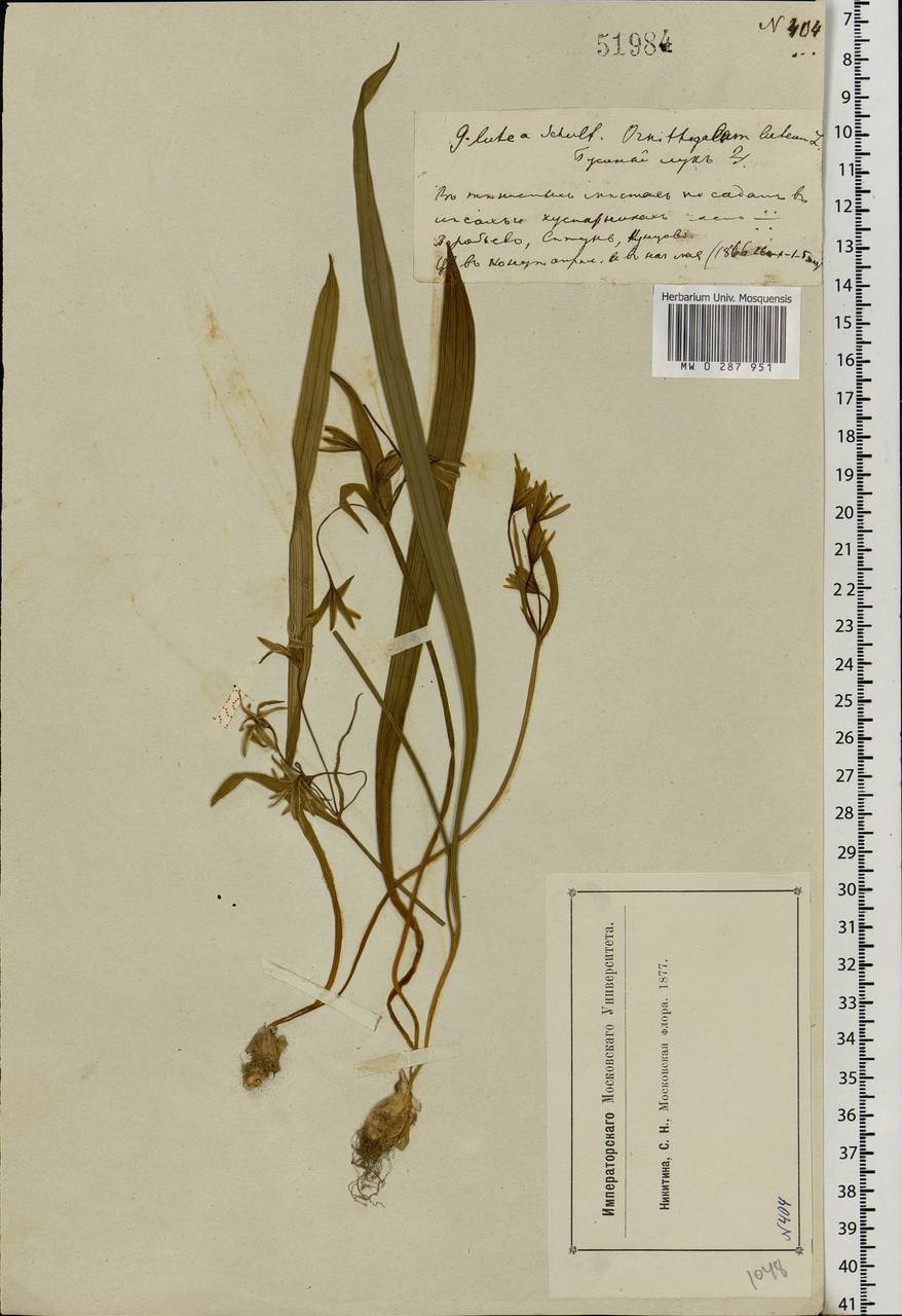 Gagea lutea (L.) Ker Gawl., Eastern Europe, Moscow region (E4a) (Russia)