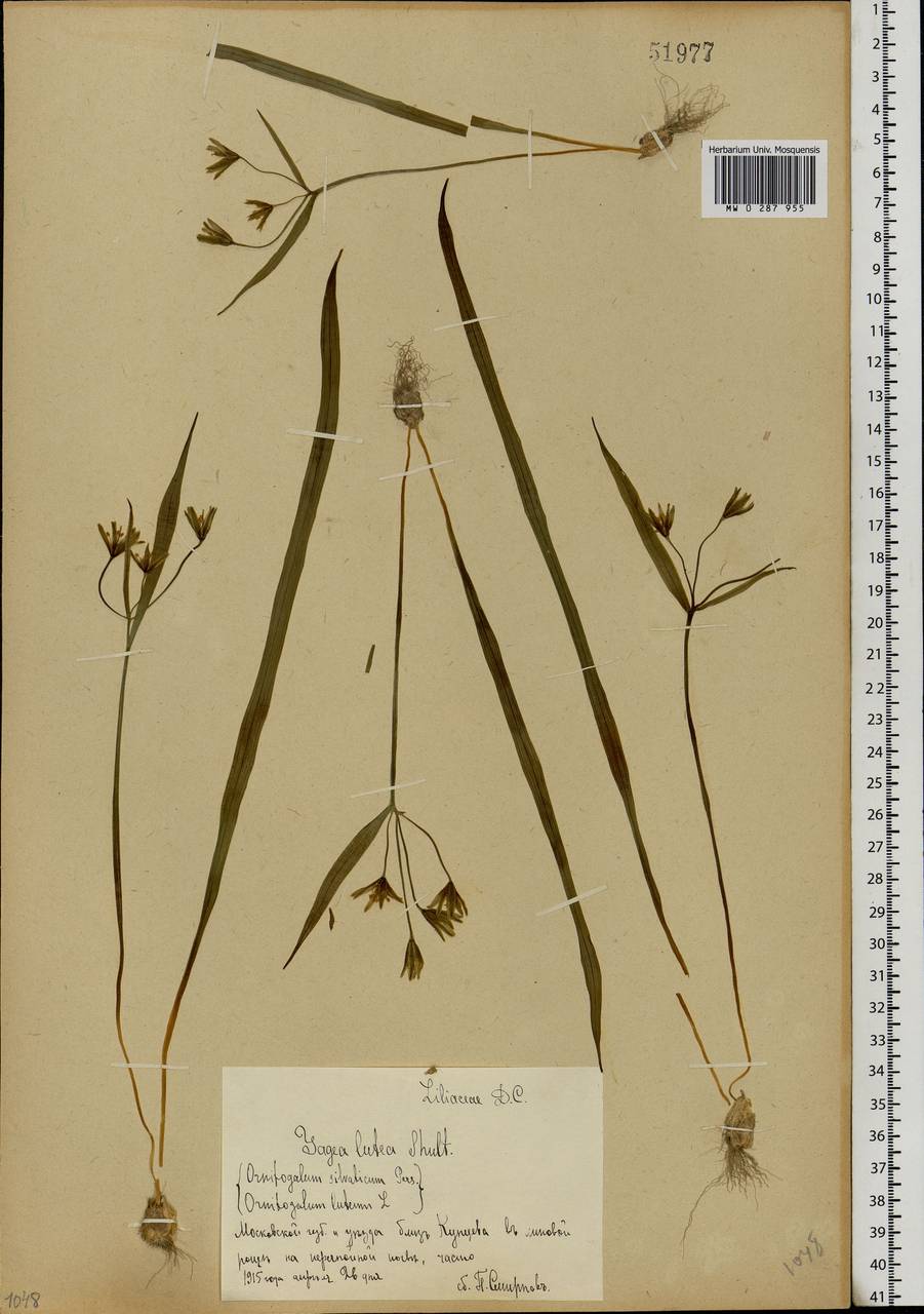 Gagea lutea (L.) Ker Gawl., Eastern Europe, Moscow region (E4a) (Russia)