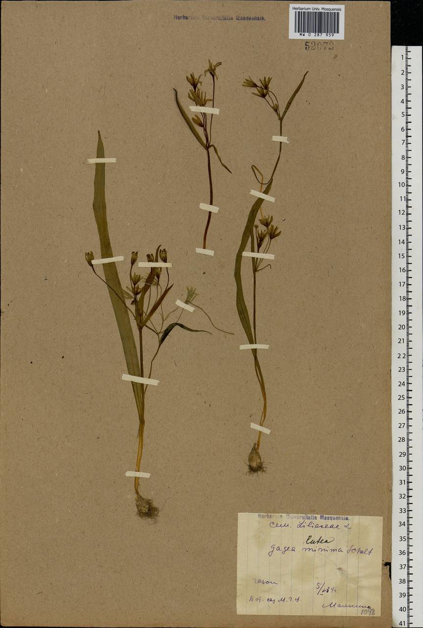 Gagea lutea (L.) Ker Gawl., Eastern Europe, Moscow region (E4a) (Russia)