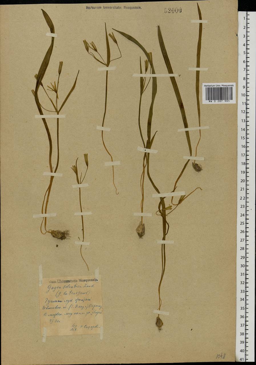 Gagea lutea (L.) Ker Gawl., Eastern Europe, Central forest region (E5) (Russia)