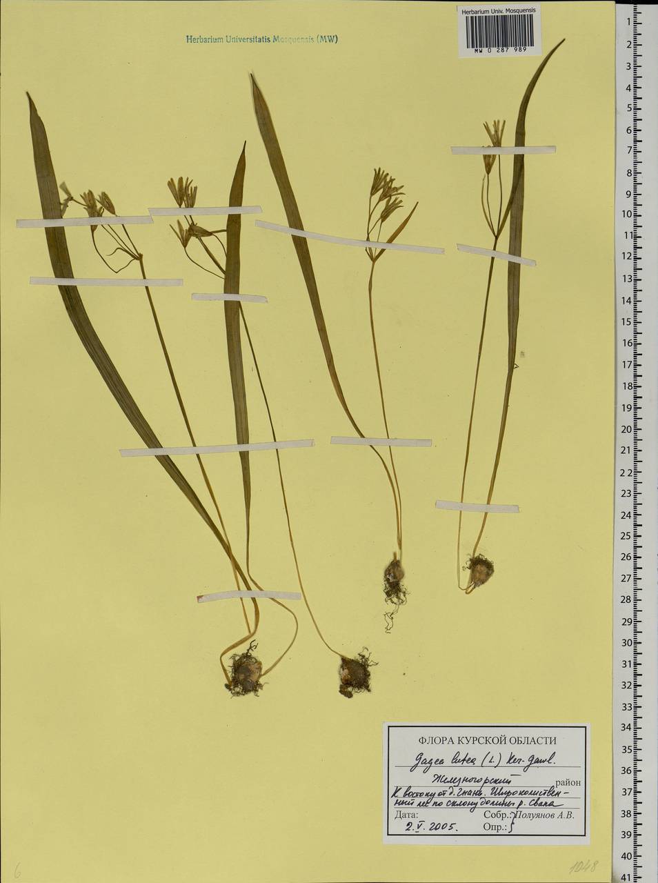 Gagea lutea (L.) Ker Gawl., Eastern Europe, Central forest-and-steppe region (E6) (Russia)