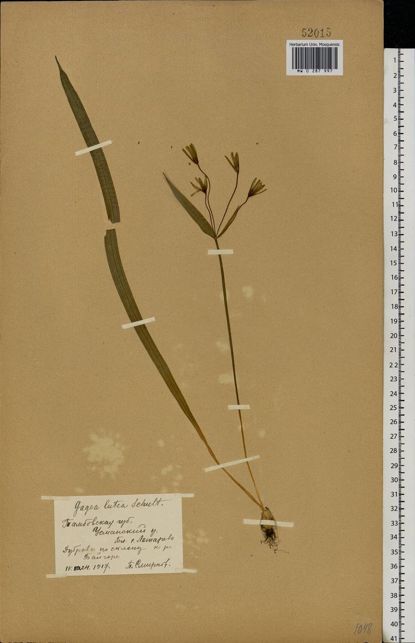 Gagea lutea (L.) Ker Gawl., Eastern Europe, Central forest-and-steppe region (E6) (Russia)