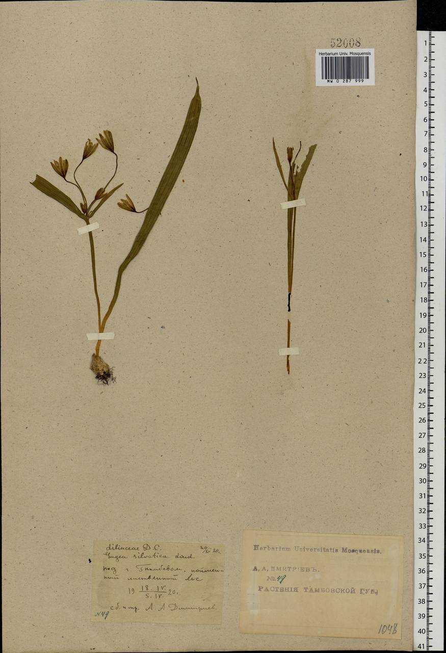 Gagea lutea (L.) Ker Gawl., Eastern Europe, Central forest-and-steppe region (E6) (Russia)