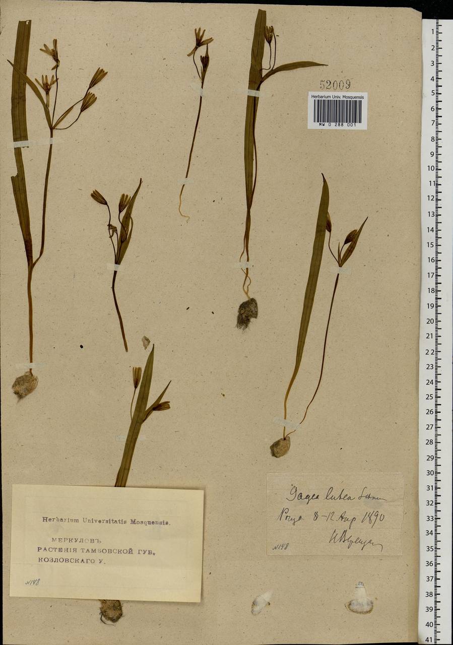 Gagea lutea (L.) Ker Gawl., Eastern Europe, Central forest-and-steppe region (E6) (Russia)