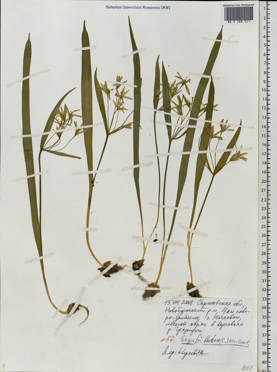 Gagea lutea (L.) Ker Gawl., Eastern Europe, Lower Volga region (E9) (Russia)