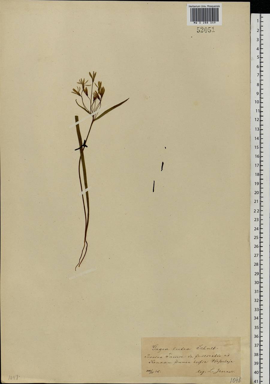 Gagea lutea (L.) Ker Gawl., Eastern Europe, South Ukrainian region (E12) (Ukraine)