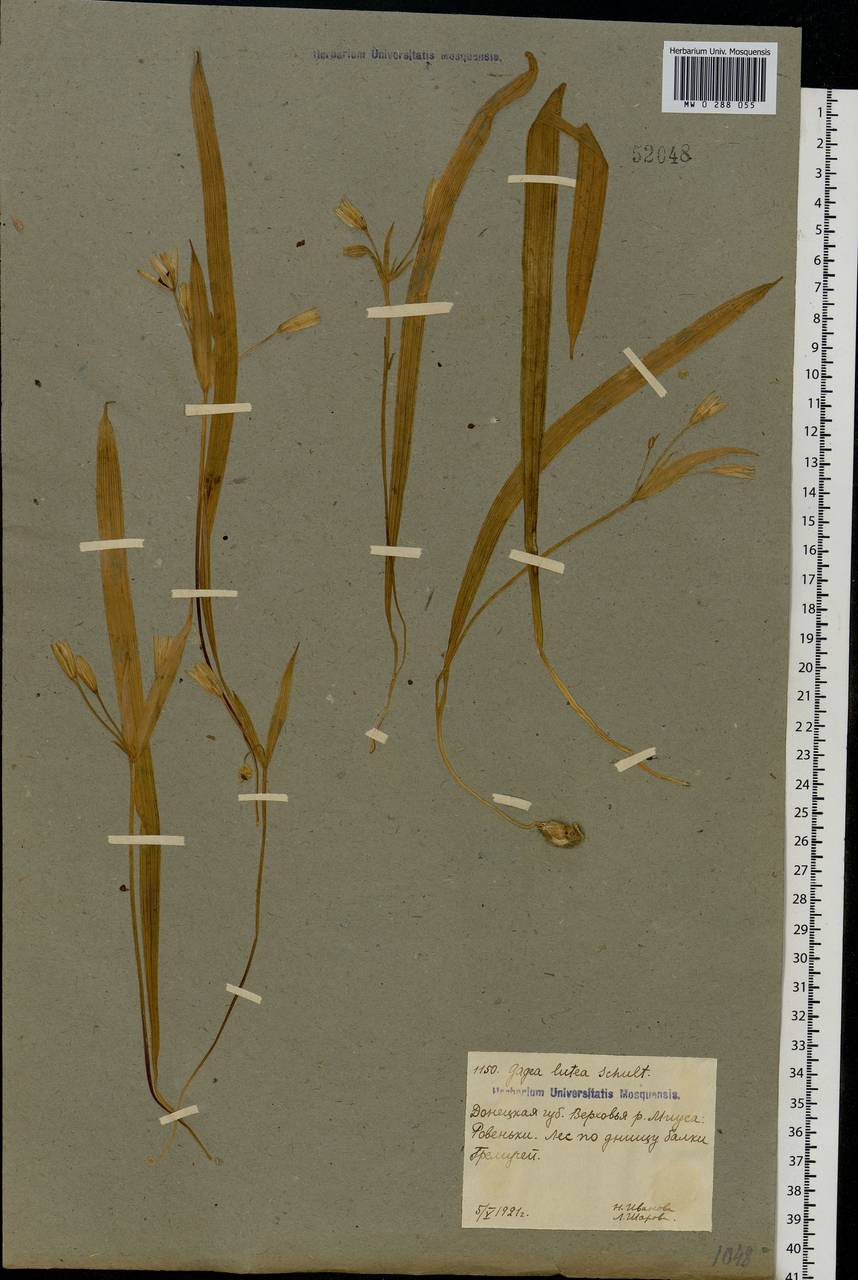 Gagea lutea (L.) Ker Gawl., Eastern Europe, North Ukrainian region (E11) (Ukraine)