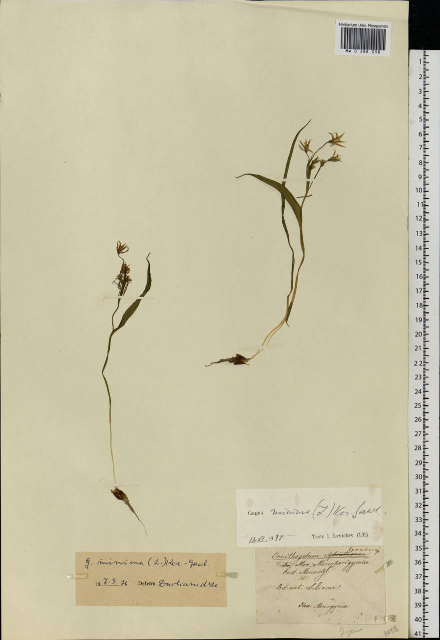 Gagea minima (L.) Ker Gawl., Eastern Europe (no precise locality) (E0) (Not classified)