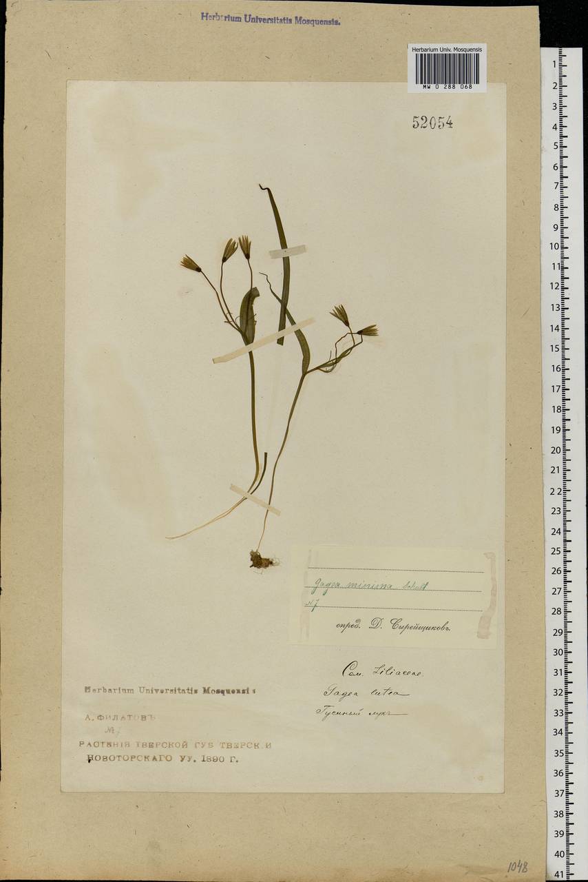 Gagea minima (L.) Ker Gawl., Eastern Europe, North-Western region (E2) (Russia)