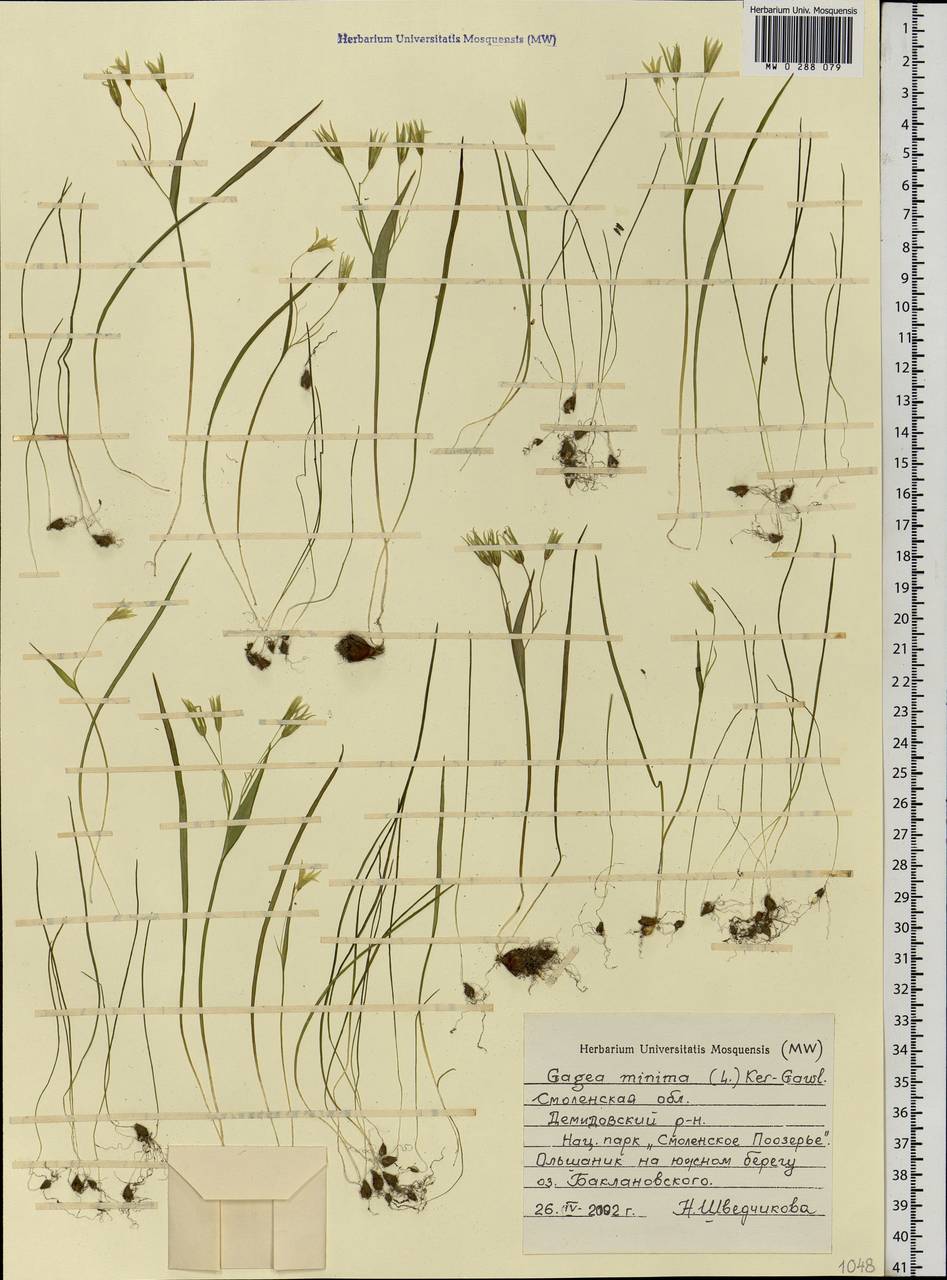 Gagea minima (L.) Ker Gawl., Eastern Europe, Western region (E3) (Russia)
