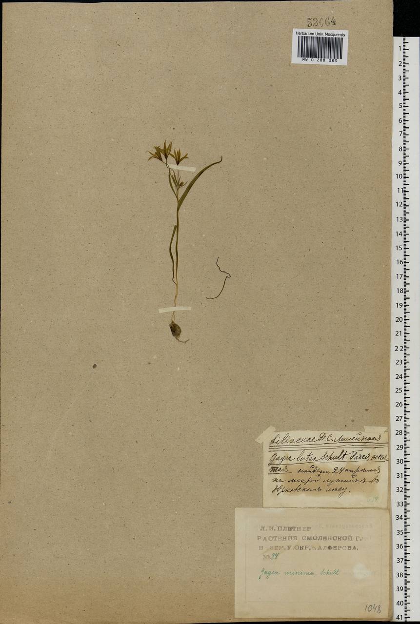Gagea minima (L.) Ker Gawl., Eastern Europe, Western region (E3) (Russia)