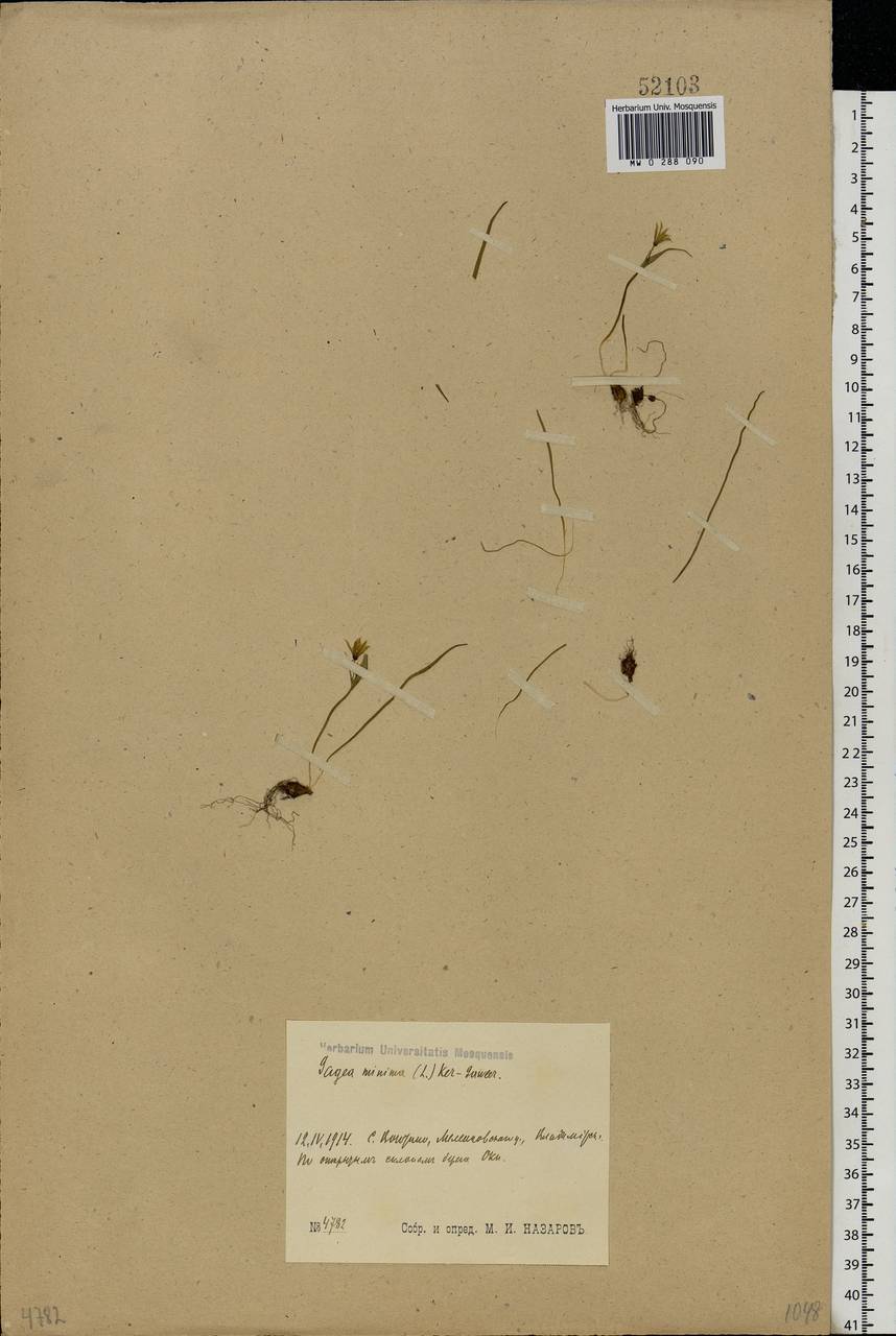 Gagea minima (L.) Ker Gawl., Eastern Europe, Central region (E4) (Russia)