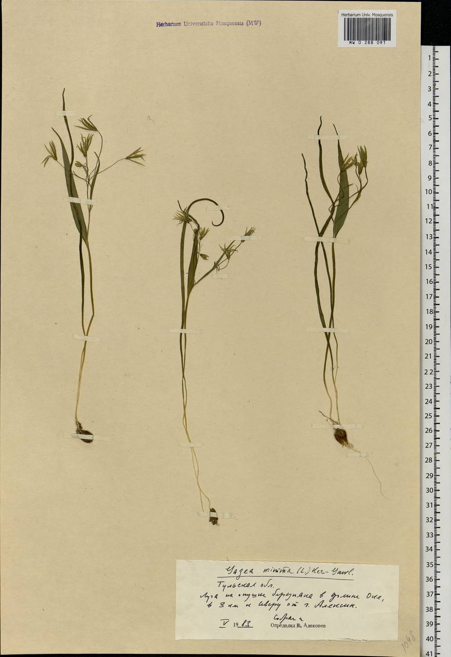 Gagea minima (L.) Ker Gawl., Eastern Europe, Central region (E4) (Russia)