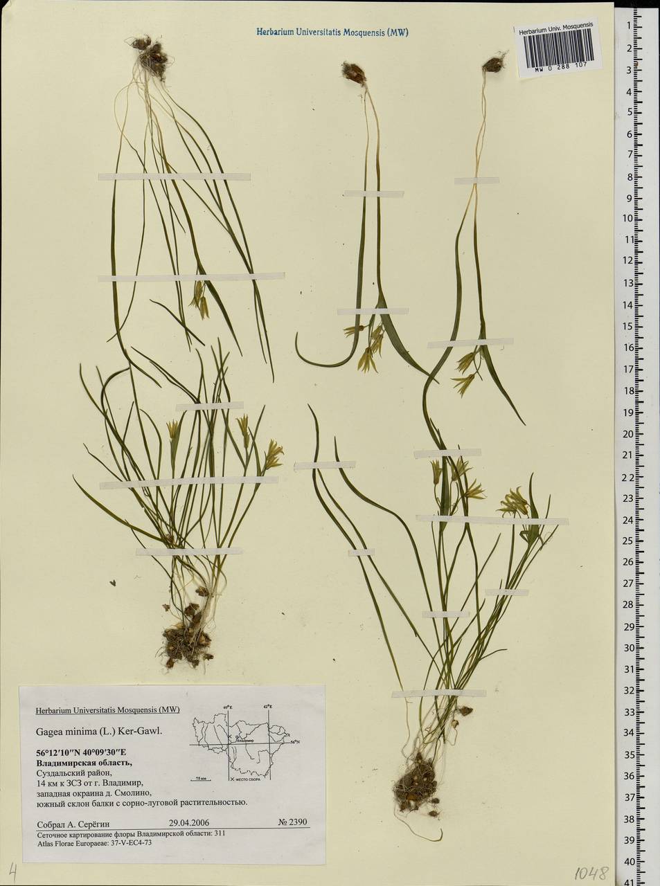 Gagea minima (L.) Ker Gawl., Eastern Europe, Central region (E4) (Russia)