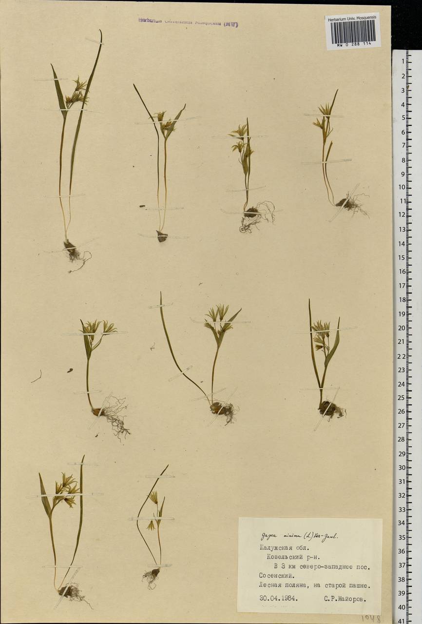 Gagea minima (L.) Ker Gawl., Eastern Europe, Central region (E4) (Russia)