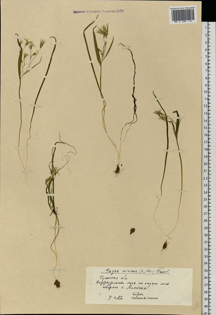 Gagea minima (L.) Ker Gawl., Eastern Europe, Central region (E4) (Russia)