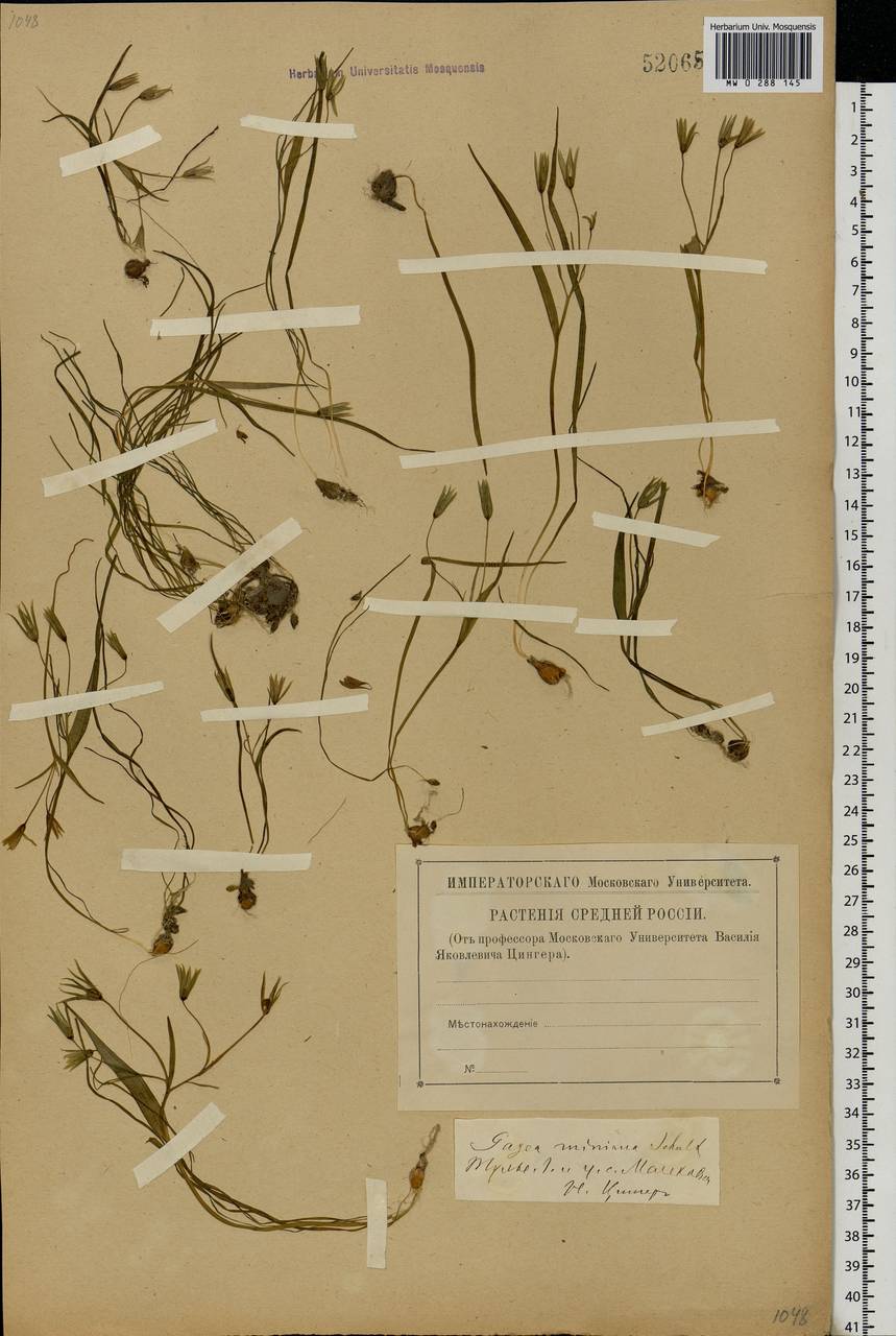 Gagea minima (L.) Ker Gawl., Eastern Europe, Central region (E4) (Russia)