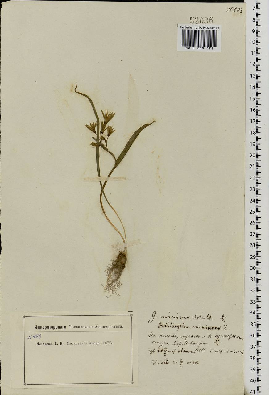 Gagea minima (L.) Ker Gawl., Eastern Europe, Moscow region (E4a) (Russia)