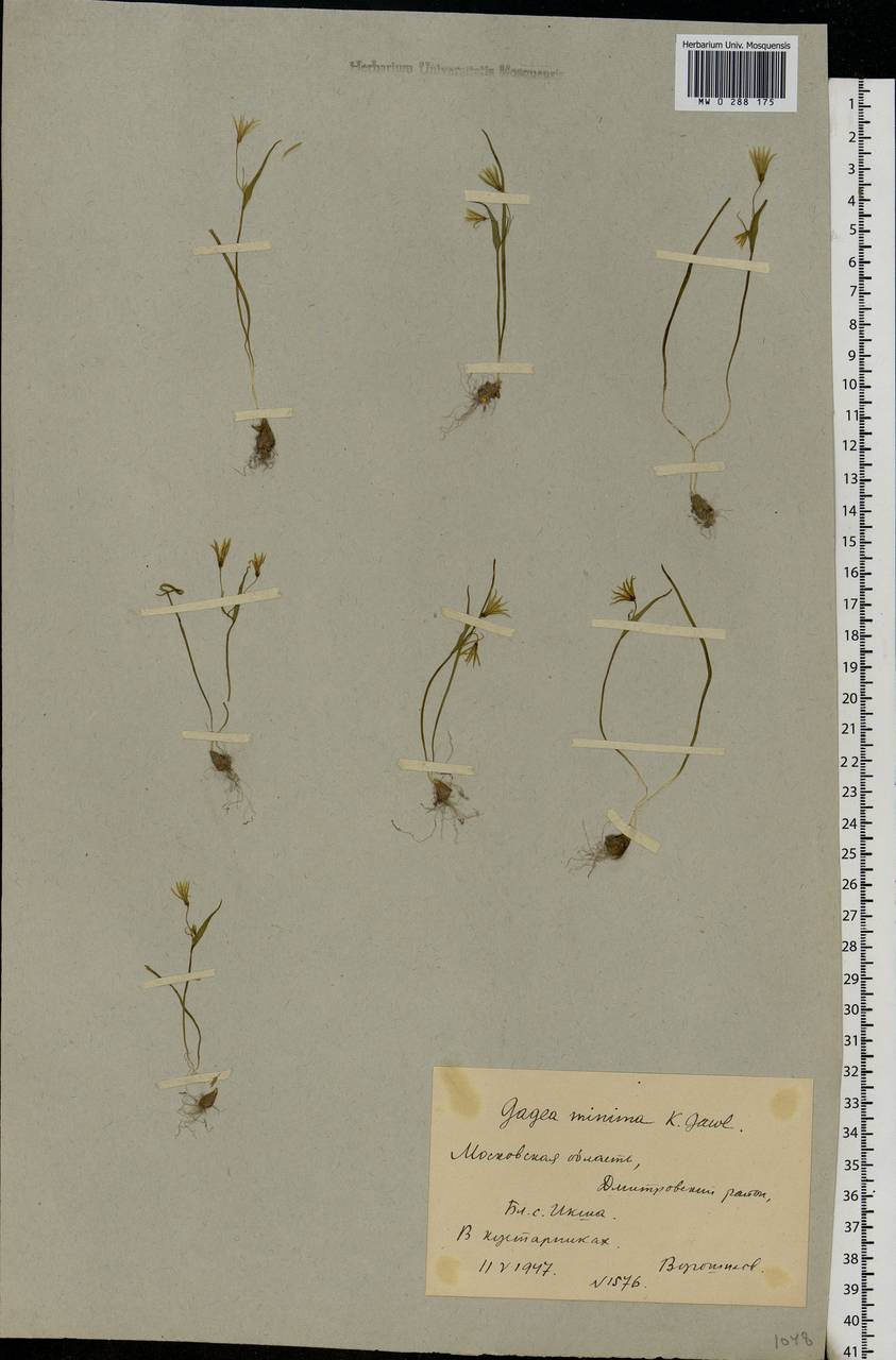 Gagea minima (L.) Ker Gawl., Eastern Europe, Moscow region (E4a) (Russia)