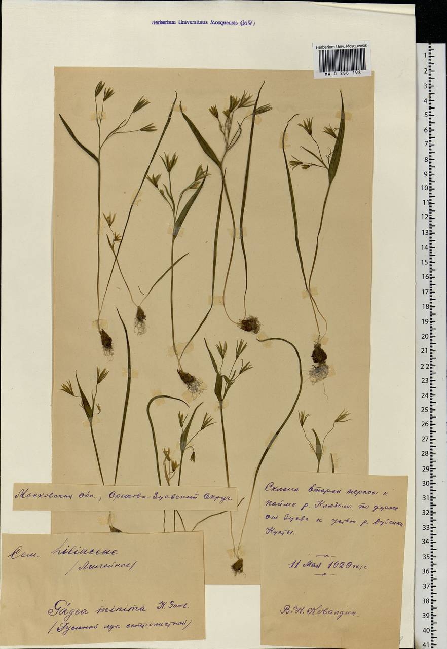 Gagea minima (L.) Ker Gawl., Eastern Europe, Moscow region (E4a) (Russia)