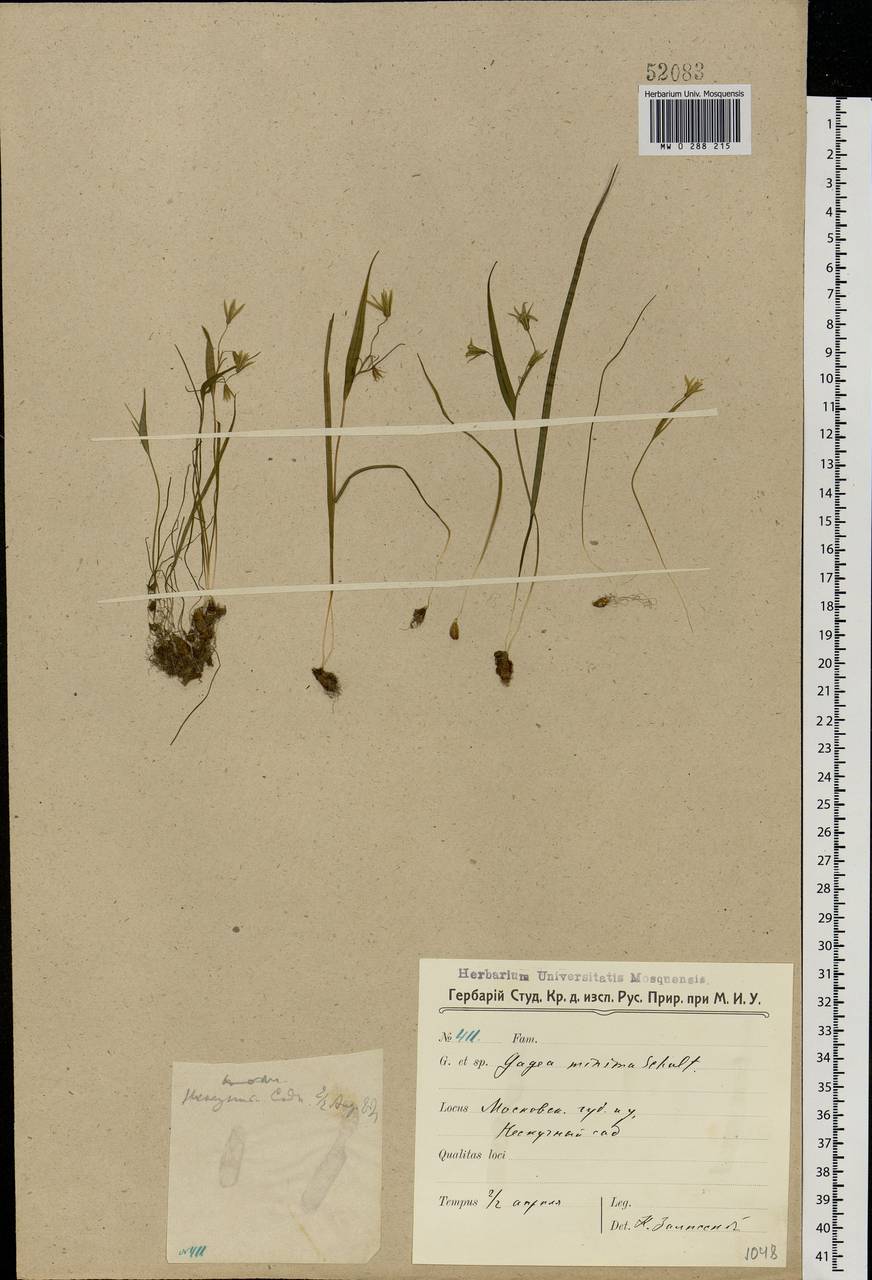 Gagea minima (L.) Ker Gawl., Eastern Europe, Moscow region (E4a) (Russia)