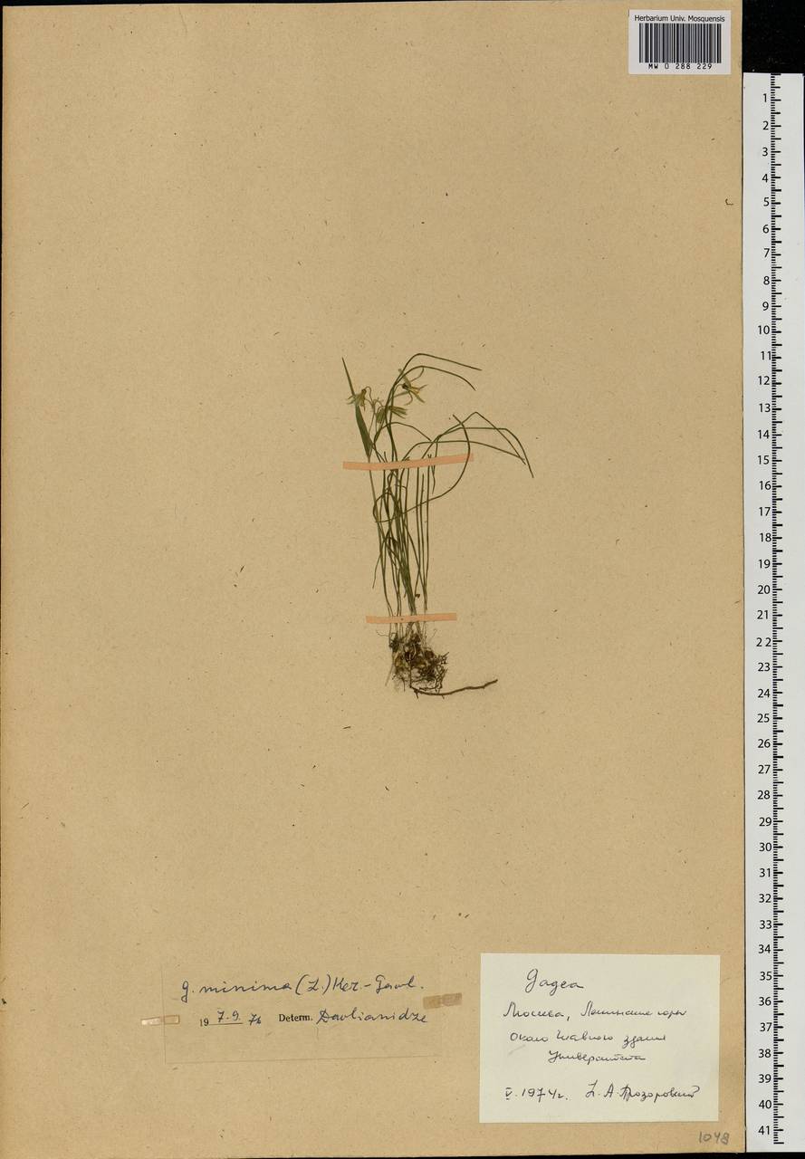 Gagea minima (L.) Ker Gawl., Eastern Europe, Moscow region (E4a) (Russia)