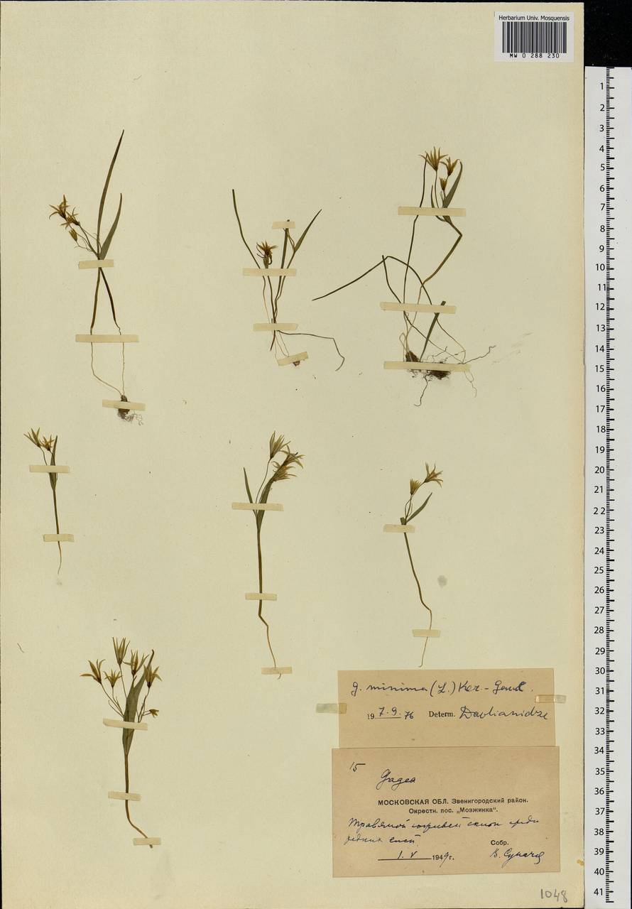 Gagea minima (L.) Ker Gawl., Eastern Europe, Moscow region (E4a) (Russia)