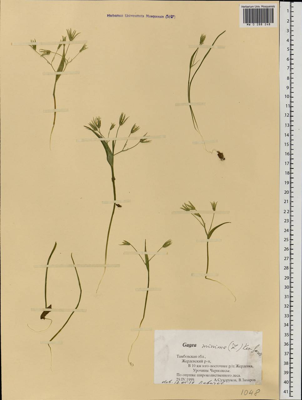 Gagea minima (L.) Ker Gawl., Eastern Europe, Central forest-and-steppe region (E6) (Russia)