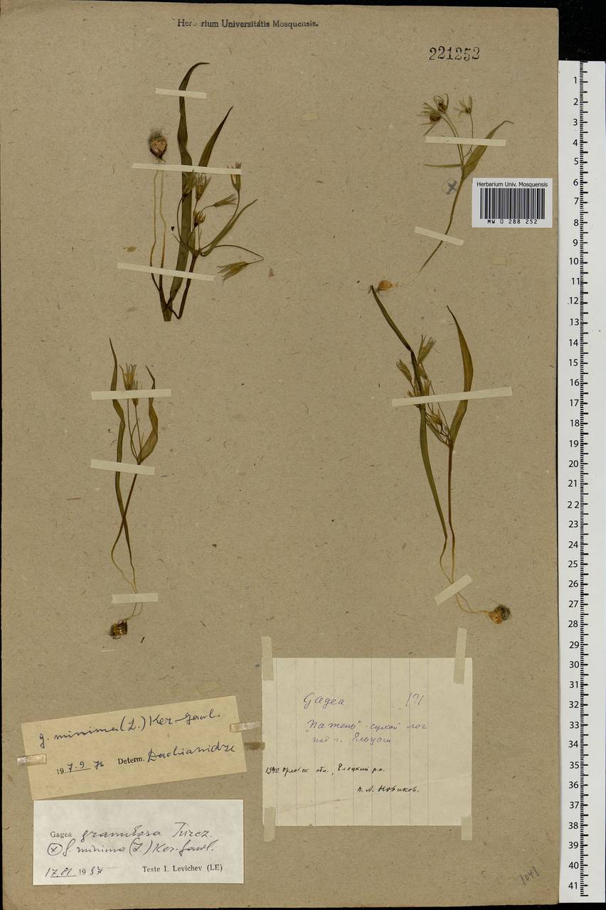 Gagea minima (L.) Ker Gawl., Eastern Europe, Central forest-and-steppe region (E6) (Russia)