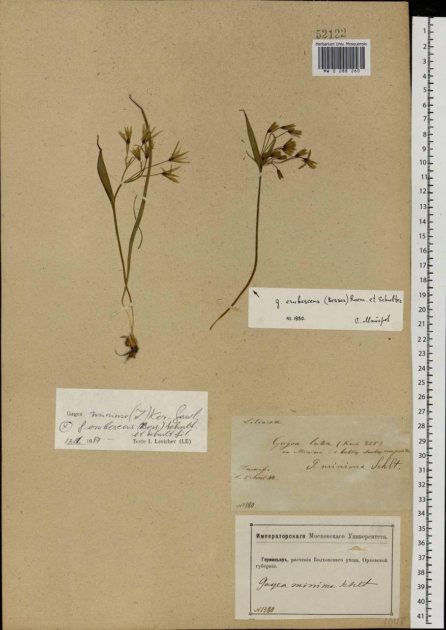 Gagea minima (L.) Ker Gawl., Eastern Europe, Central forest-and-steppe region (E6) (Russia)