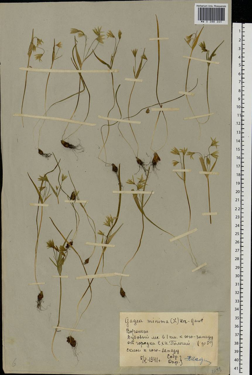 Gagea minima (L.) Ker Gawl., Eastern Europe, Central forest-and-steppe region (E6) (Russia)