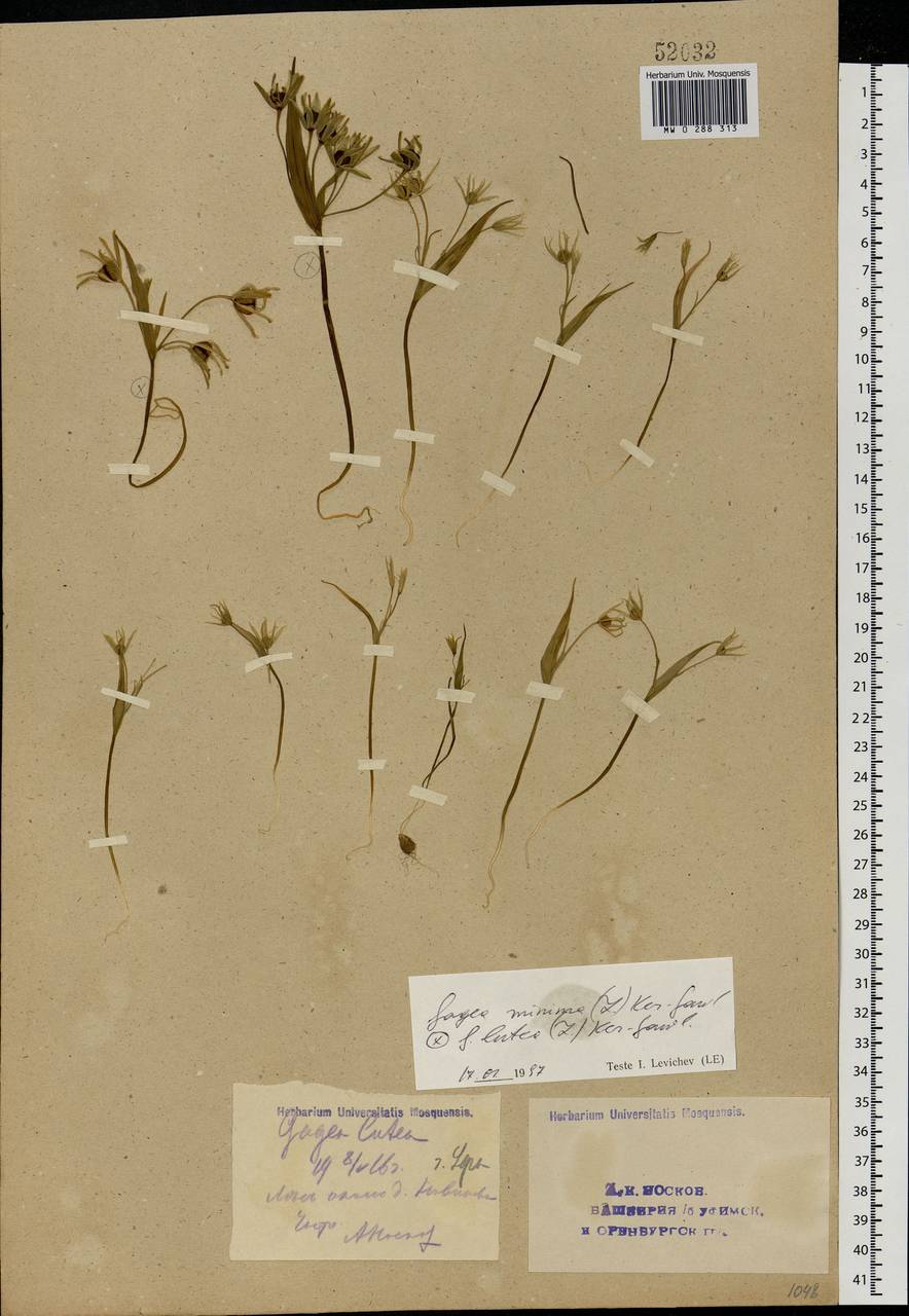 Gagea minima (L.) Ker Gawl., Eastern Europe, Eastern region (E10) (Russia)