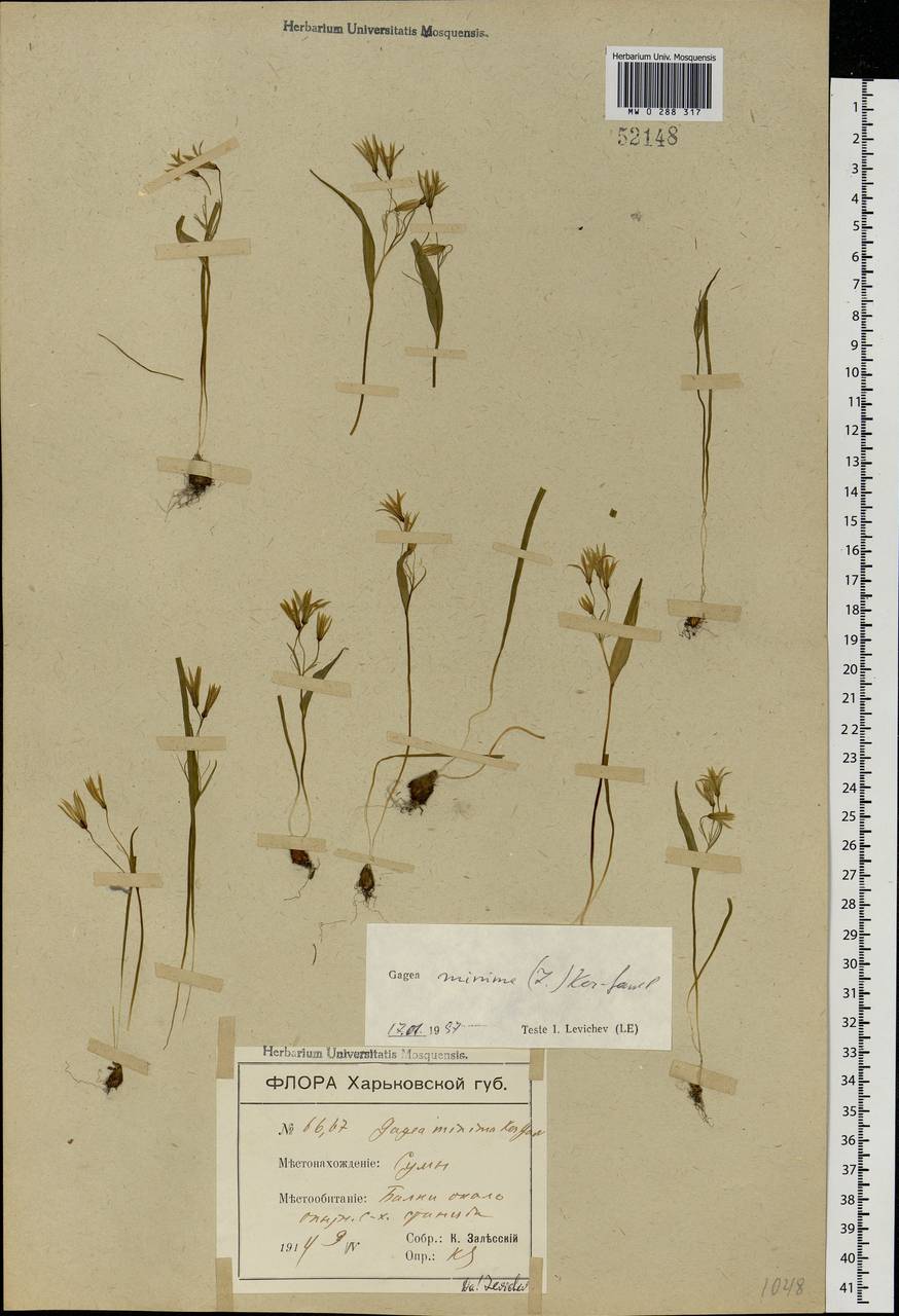 Gagea minima (L.) Ker Gawl., Eastern Europe, North Ukrainian region (E11) (Ukraine)