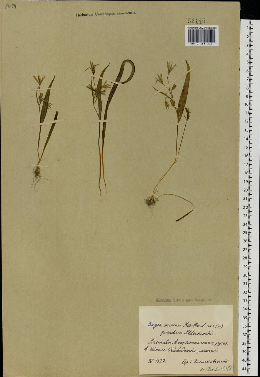 Gagea minima (L.) Ker Gawl., Eastern Europe, North Ukrainian region (E11) (Ukraine)