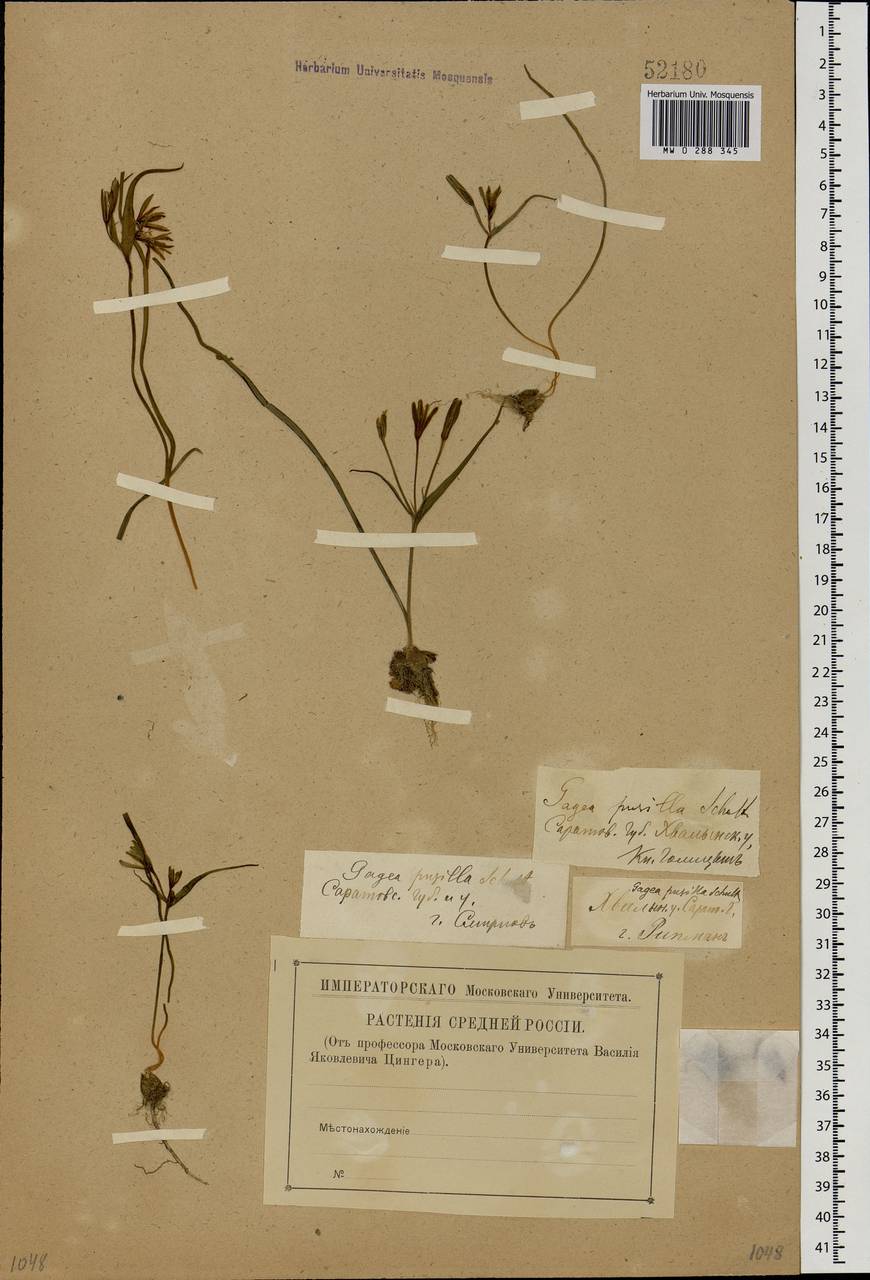 Gagea podolica Schult. & Schult.f., Eastern Europe, Lower Volga region (E9) (Russia)