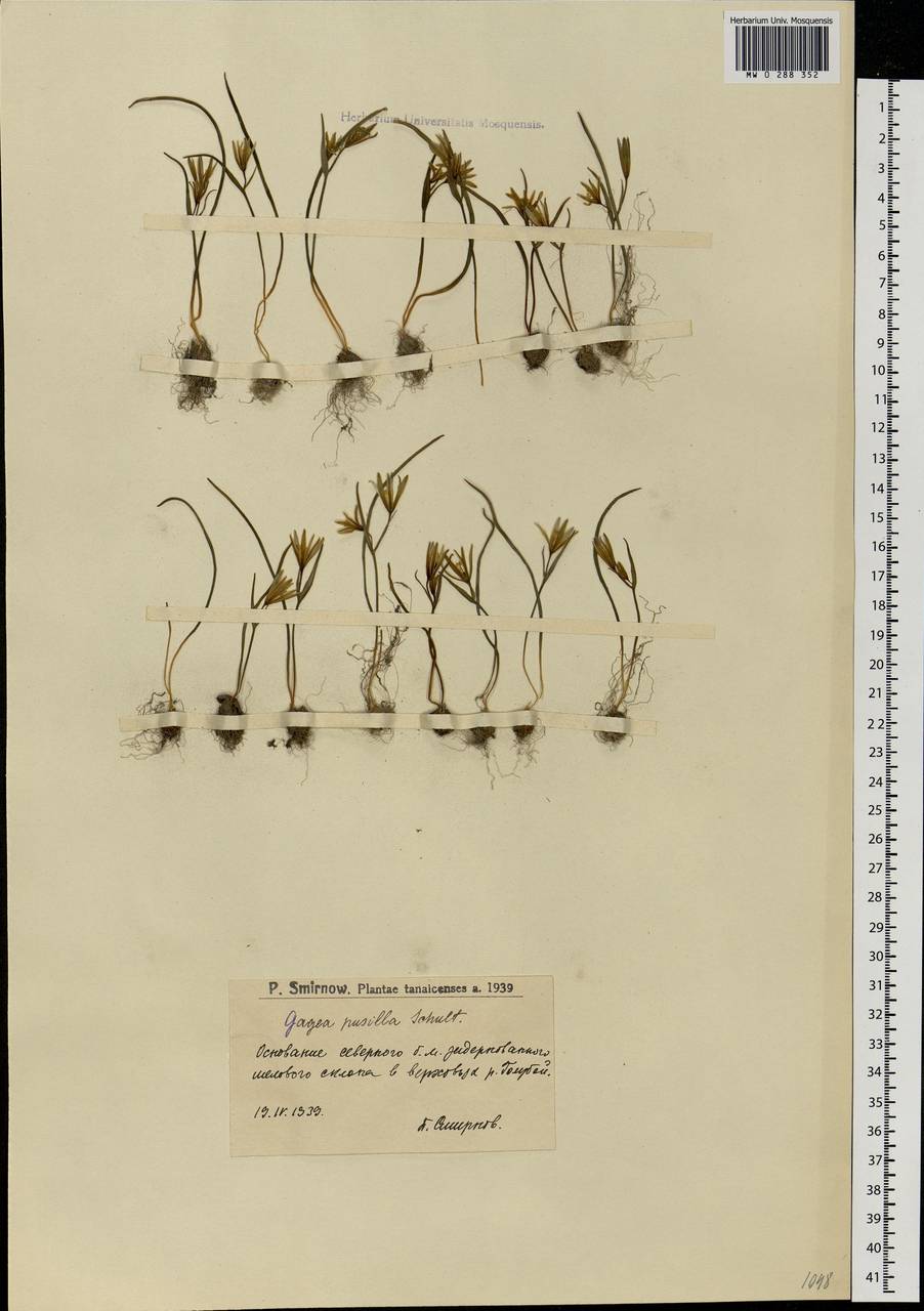 Gagea podolica Schult. & Schult.f., Eastern Europe, Lower Volga region (E9) (Russia)