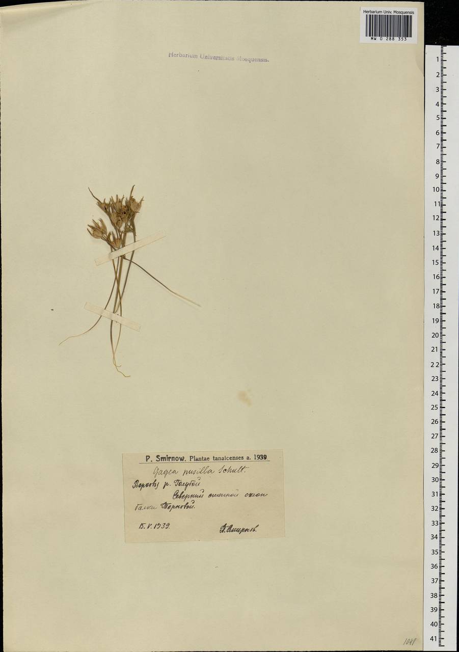 Gagea podolica Schult. & Schult.f., Eastern Europe, Lower Volga region (E9) (Russia)